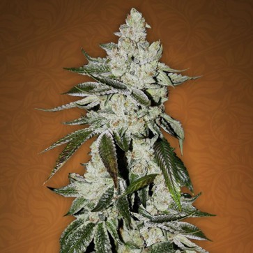Каталог Girls Scout Cookies Feminised Gold